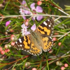 Vanessa kershawi (Australian Painted Lady) at Acton, ACT - 11 Jun 2019 by TimL