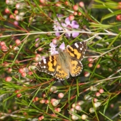 Vanessa kershawi at Acton, ACT - 11 Jun 2019 01:34 PM