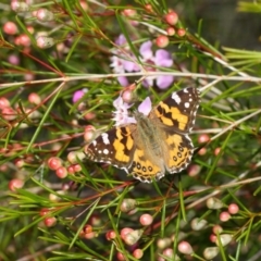 Vanessa kershawi at Acton, ACT - 11 Jun 2019 01:34 PM