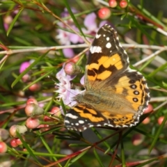 Vanessa kershawi at Acton, ACT - 11 Jun 2019 01:34 PM