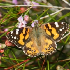 Vanessa kershawi at Acton, ACT - 11 Jun 2019 01:34 PM