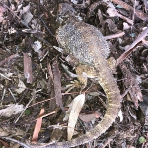 Pogona barbata at Deakin, ACT - suppressed