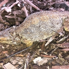 Pogona barbata at Deakin, ACT - 12 Jun 2019