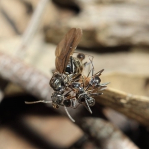 Iridomyrmex mayri at Acton, ACT - 11 Jun 2019