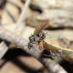 Iridomyrmex mayri at Acton, ACT - 11 Jun 2019