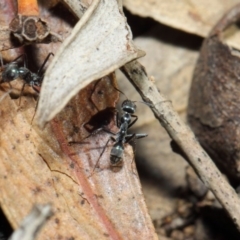 Iridomyrmex mayri at Acton, ACT - 11 Jun 2019