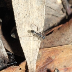 Iridomyrmex mayri at Acton, ACT - 11 Jun 2019