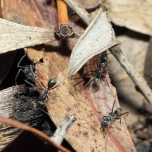 Iridomyrmex mayri at Acton, ACT - 11 Jun 2019