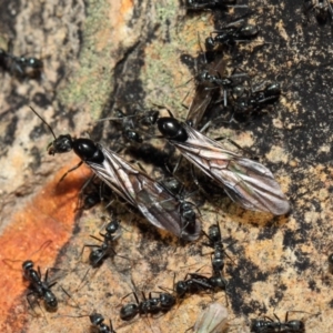 Iridomyrmex mayri at Acton, ACT - 11 Jun 2019 01:19 PM