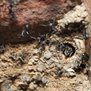 Iridomyrmex mayri at Acton, ACT - 11 Jun 2019