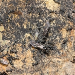 Iridomyrmex mayri at Acton, ACT - 11 Jun 2019 01:19 PM