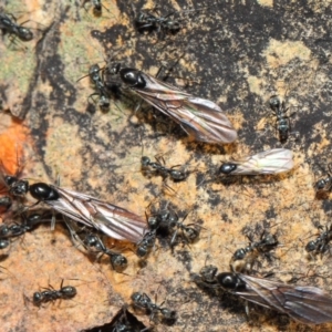 Iridomyrmex mayri at Acton, ACT - 11 Jun 2019