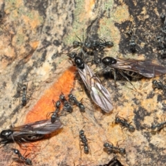 Iridomyrmex mayri at Acton, ACT - 11 Jun 2019 01:19 PM