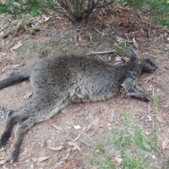 Wallabia bicolor (Swamp Wallaby) at Isaacs, ACT - 12 Jun 2019 by Mike