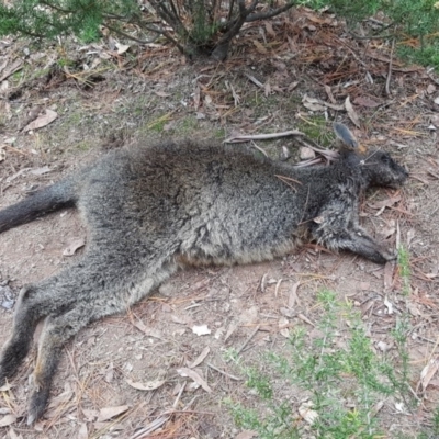 Wallabia bicolor (Swamp Wallaby) at Isaacs, ACT - 12 Jun 2019 by Mike