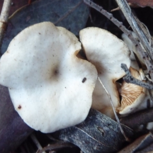 zz agaric (stem; gills white/cream) at Belconnen, ACT - 11 Jun 2019