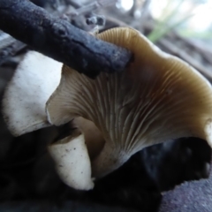 zz agaric (stem; gills white/cream) at Belconnen, ACT - 11 Jun 2019 04:25 PM