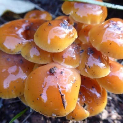 Flammulina velutipes (Velvet shank) at Flynn, ACT - 12 Jun 2019 by Christine