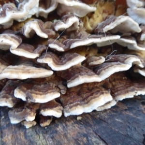 Trametes versicolor at Flynn, ACT - 12 Jun 2019 11:33 AM