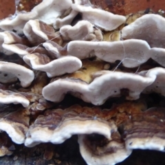 Trametes versicolor at Flynn, ACT - 12 Jun 2019 11:33 AM