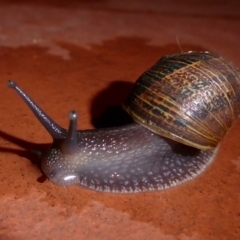 Cornu aspersum (Common Garden Snail) at Flynn, ACT - 12 Jun 2019 by Christine