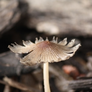 Coprinellus etc. at Hughes, ACT - 13 Jun 2019