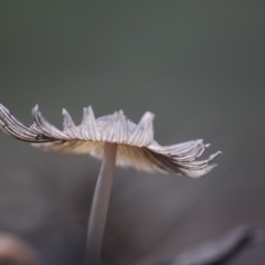 Coprinellus etc. at Hughes, ACT - 13 Jun 2019 12:16 PM