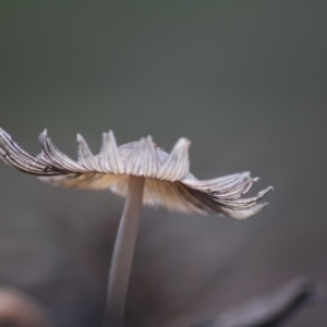 Coprinellus etc. at Hughes, ACT - 13 Jun 2019