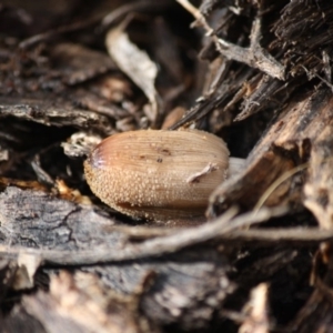 Coprinellus etc. at Hughes, ACT - 13 Jun 2019 12:16 PM