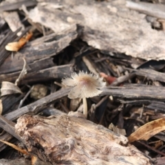 Coprinellus etc. at Hughes, ACT - 13 Jun 2019 12:16 PM