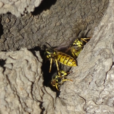 Vespula germanica (European Wasp, German Yellowjacket Wasp) at Fyshwick, ACT - 12 Jun 2019 by roymcd