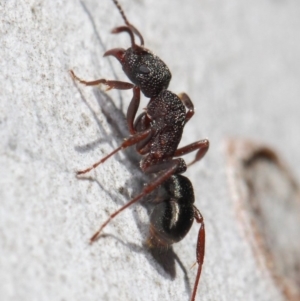 Rhytidoponera tasmaniensis at Hackett, ACT - 11 Jun 2019 12:11 PM