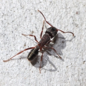 Rhytidoponera tasmaniensis at Hackett, ACT - 11 Jun 2019 12:11 PM