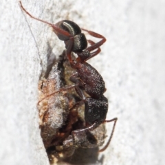 Rhytidoponera tasmaniensis at Hackett, ACT - 11 Jun 2019 12:11 PM