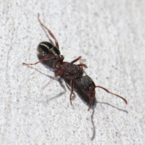 Rhytidoponera tasmaniensis at Hackett, ACT - 11 Jun 2019 12:11 PM