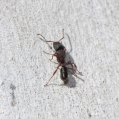 Rhytidoponera tasmaniensis at Hackett, ACT - 11 Jun 2019 12:11 PM