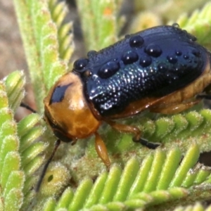 Aporocera (Aporocera) consors at Ainslie, ACT - 12 Jun 2019