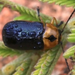 Aporocera (Aporocera) consors at Ainslie, ACT - 12 Jun 2019