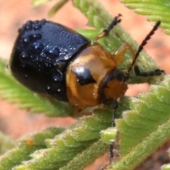 Aporocera (Aporocera) consors at Ainslie, ACT - 12 Jun 2019