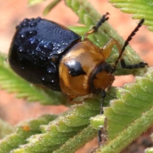 Aporocera (Aporocera) consors at Ainslie, ACT - 12 Jun 2019