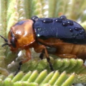 Aporocera (Aporocera) consors at Ainslie, ACT - 12 Jun 2019