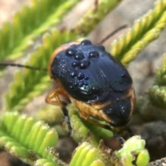 Aporocera (Aporocera) consors at Ainslie, ACT - 12 Jun 2019