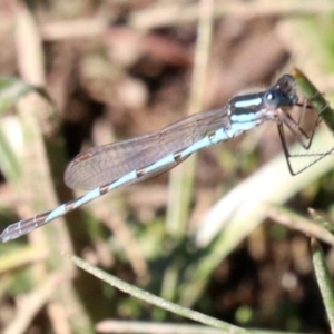 Austrolestes annulosus at Majura, ACT - 11 Jun 2019