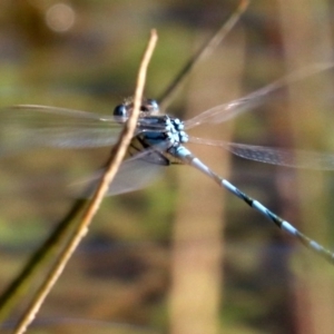 Austrolestes annulosus at Majura, ACT - 11 Jun 2019