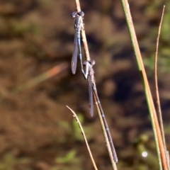 Austrolestes leda (Wandering Ringtail) at Majura, ACT - 11 Jun 2019 by jb2602