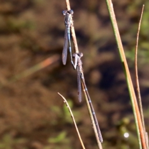 Austrolestes leda at Majura, ACT - 11 Jun 2019