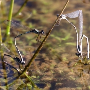 Austrolestes leda at Majura, ACT - 11 Jun 2019 01:40 PM