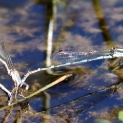 Austrolestes leda at Majura, ACT - 11 Jun 2019