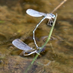 Austrolestes leda at Majura, ACT - 11 Jun 2019