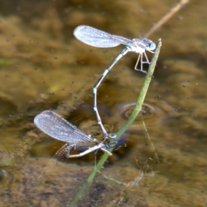 Austrolestes leda at Majura, ACT - 11 Jun 2019